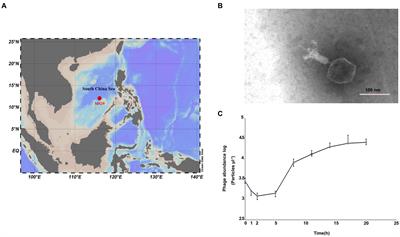 Characterization and genomic analysis of an oceanic cyanophage infecting marine Synechococcus reveal a novel genus